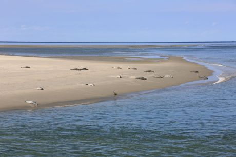 Wadden Sea World Heritage - Wadden.nl