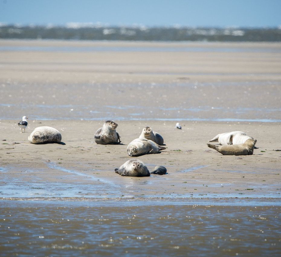 <p>Mudflat hopping to the wadden islands - Wadden.nl</p>