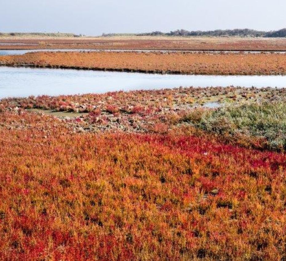 <p>Nature reserves on Wadden Island Texel, Vlieland, Terschelling, Ameland and Schiermonnikoog - Wadden.nl</p>