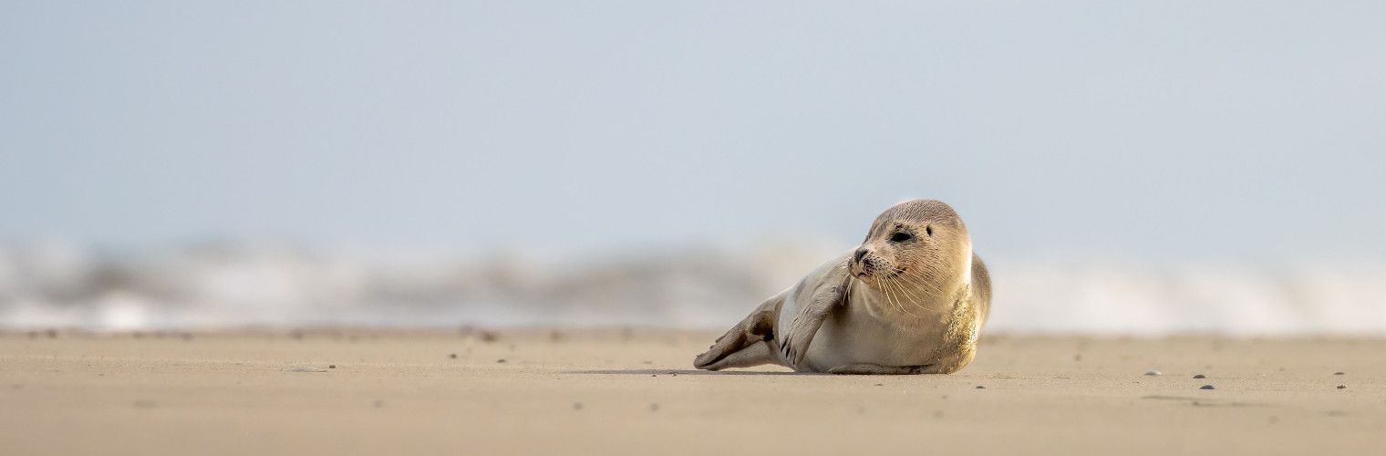 Wadden hopping and seal spotting - Wadden.nl