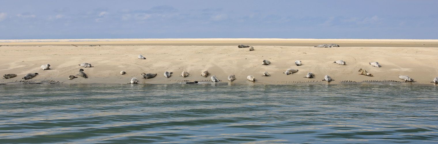 Mudflat hopping, this is how it works! - Wadden.nl