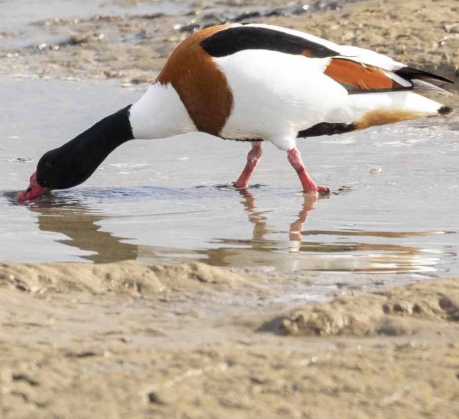 <p>This is how important the Wadden are for birds and marine animals</p>