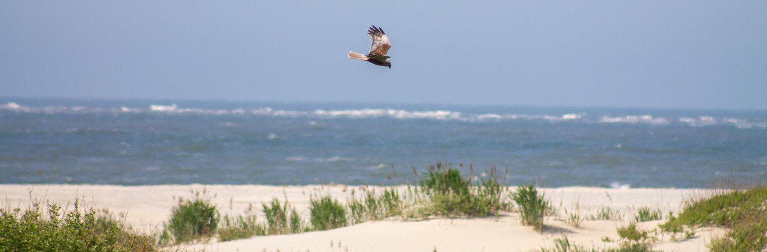 Bird watching on the beach of the Wadden Islands - Wadden.nl