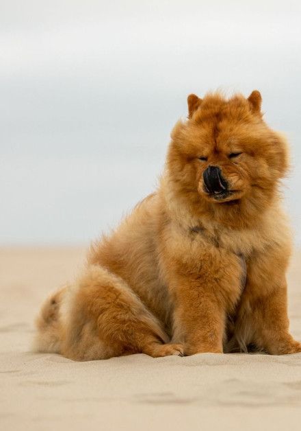 Last-minute deals with your dog on wadden island Vlieland