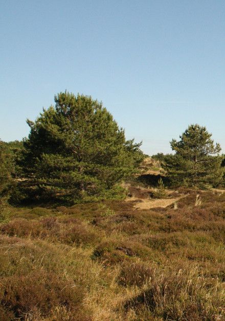 Visit the bird hide on the Wadden Island of Vlieland