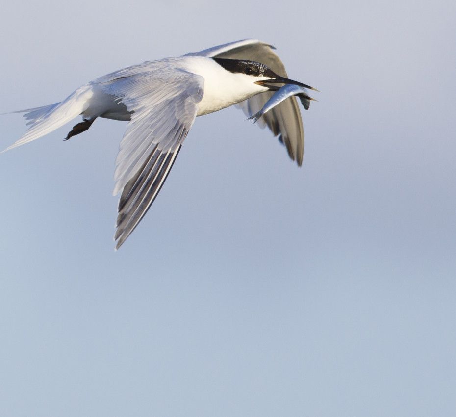 <p>The Wadden region is one big food reservoir for birds and marine animals</p>