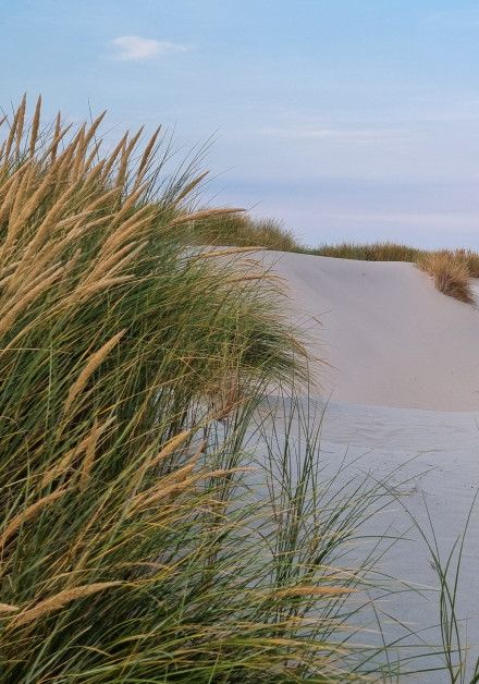 Bungalow last-minute deals on wadden island Terschelling - photo: Michel Aaldering