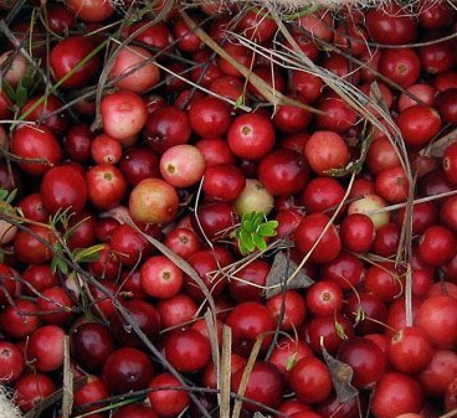 <p>Discover canberry on Wadden Island Terschelling, the healthiest berry around!</p>