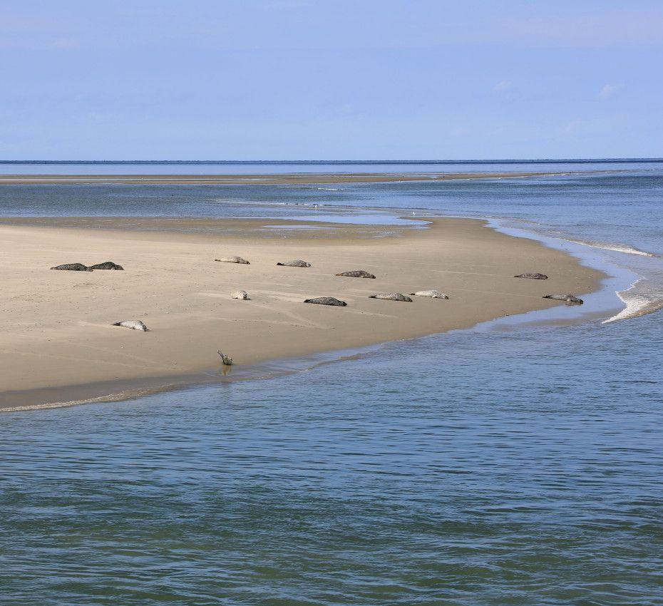 <p>Do you already know the hidden Wadden Island De Richel? - Wadden.nl</p>