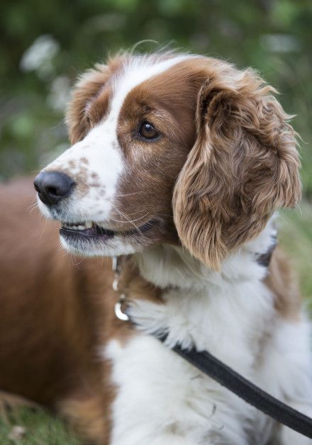 Last-minute deals with your dog on wadden island Schiermonnikoog