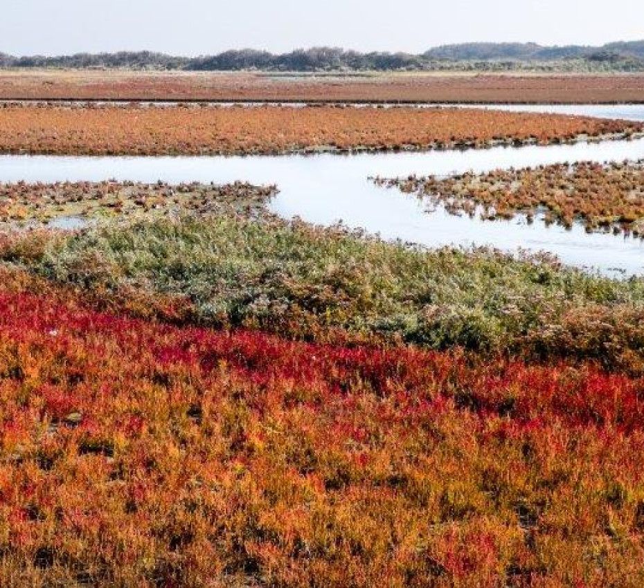 <p>Nature reserves on Wadden Island Texel, Vlieland, Terschelling, Ameland and Schiermonnikoog - Wadden.nl</p>