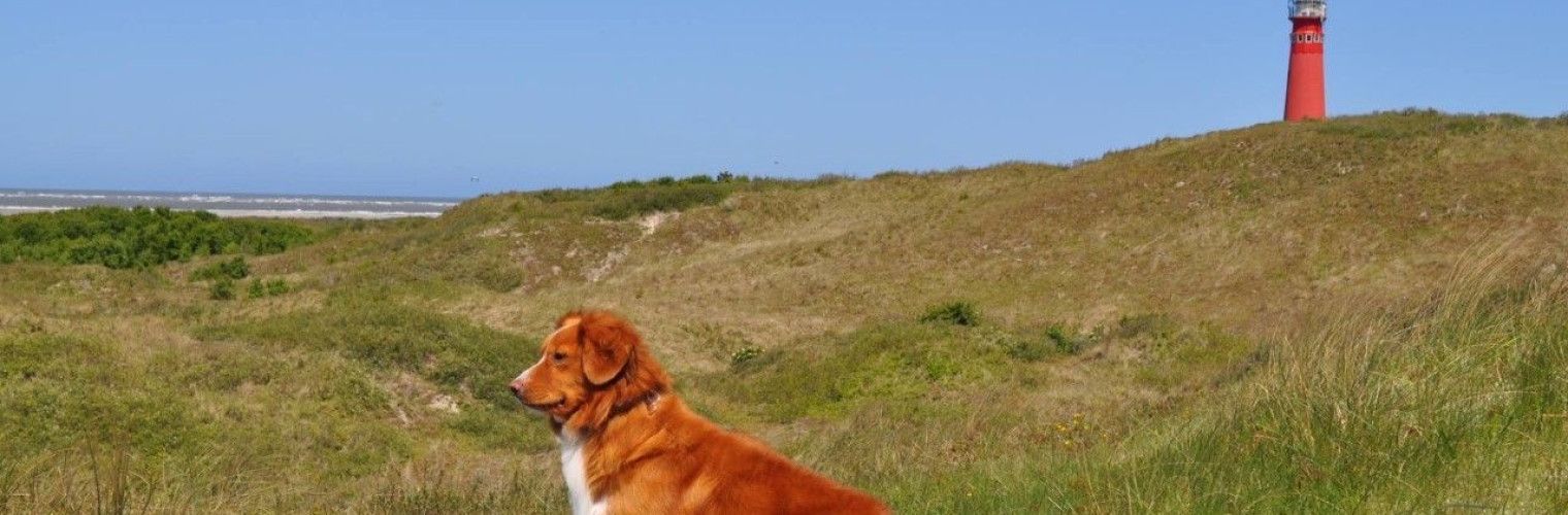 Take your dog to wadden island Schiermonnikoog - Wadden.nl