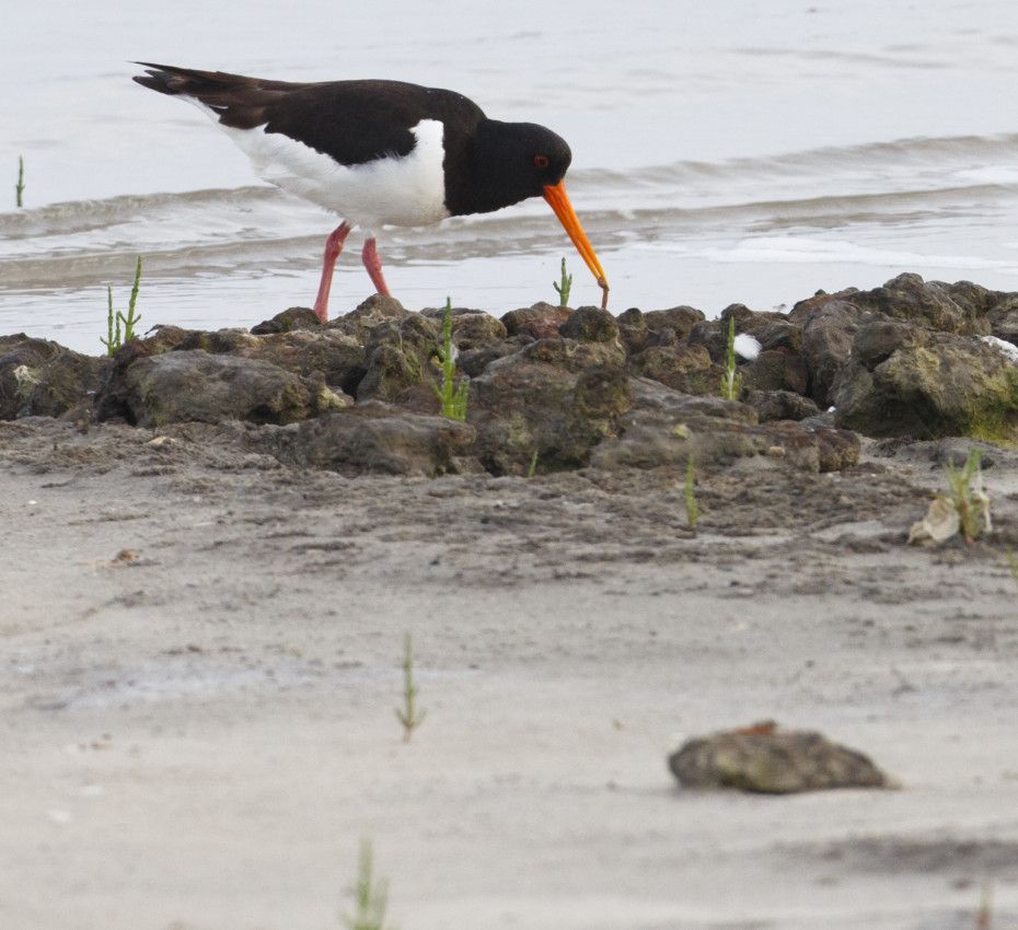 <p>Have you ever wondered why some wading birds are on Ameland in summer?</p>