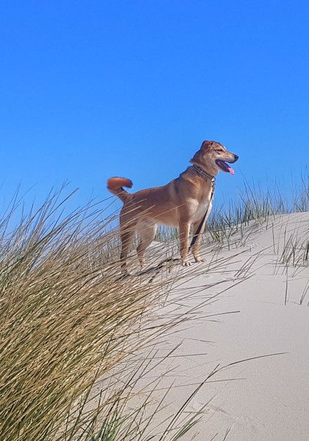 Last-minute deals with your dog on wadden island Terschelling