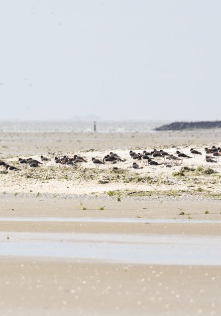 Explore the mudflats on wadden island Ameland