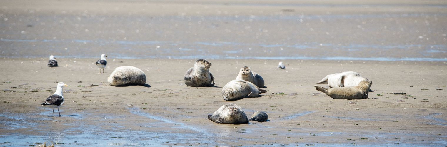 Wadden hopping to Texel, Vlieland, Terschelling, Ameland and Schiermonnikoog is a very unique way to travel!