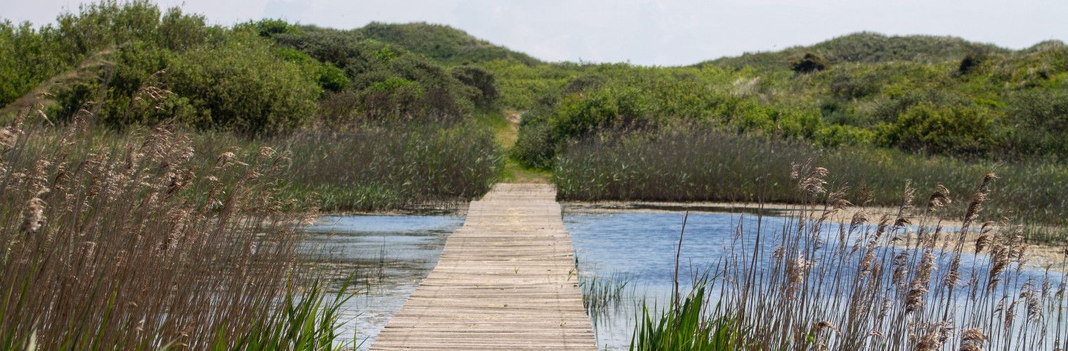 To the most beautiful bird spots on the Wadden Sea