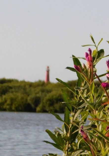 Visit the bird hide on the Wadden Island of Schiermonnikoog