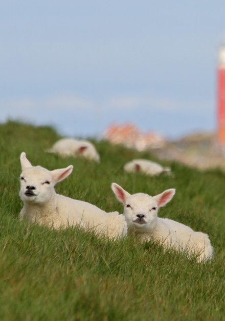 Webcam Schapenboerderij Texel - Wadden.nl