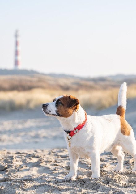 Last-minute deals with your dog on wadden island Ameland