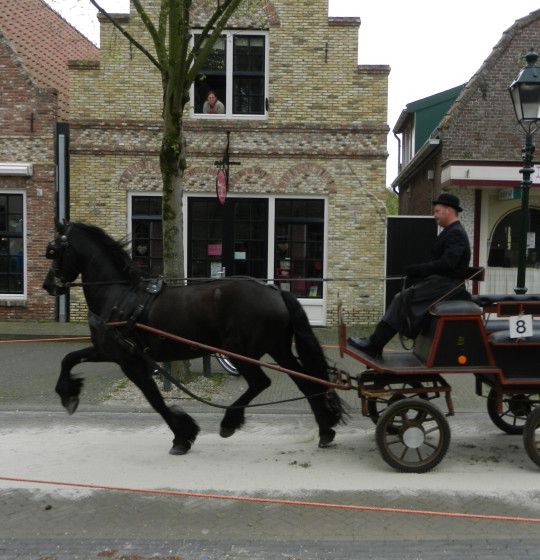 Harness racing - Experience autumn on wadden island of Terschelling