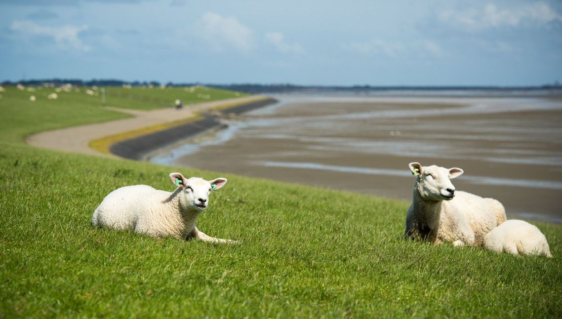 What is World Heritage? - Wadden.nl