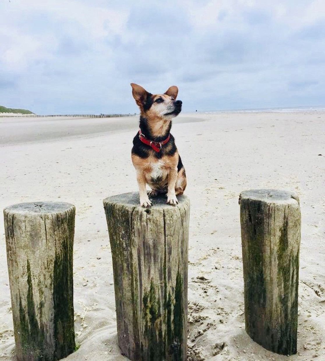 Enjoy autumn with your dog on the Dutch wadden islands!