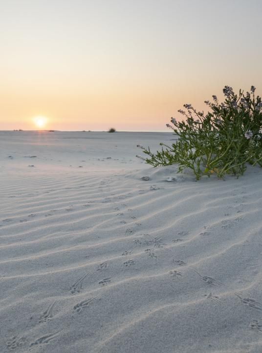 Last-minutes - Wadden.nl